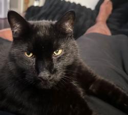 Lost Male Cat last seen Near Riverside Dr. Indianapolis Indiana, Indianapolis, IN 46202