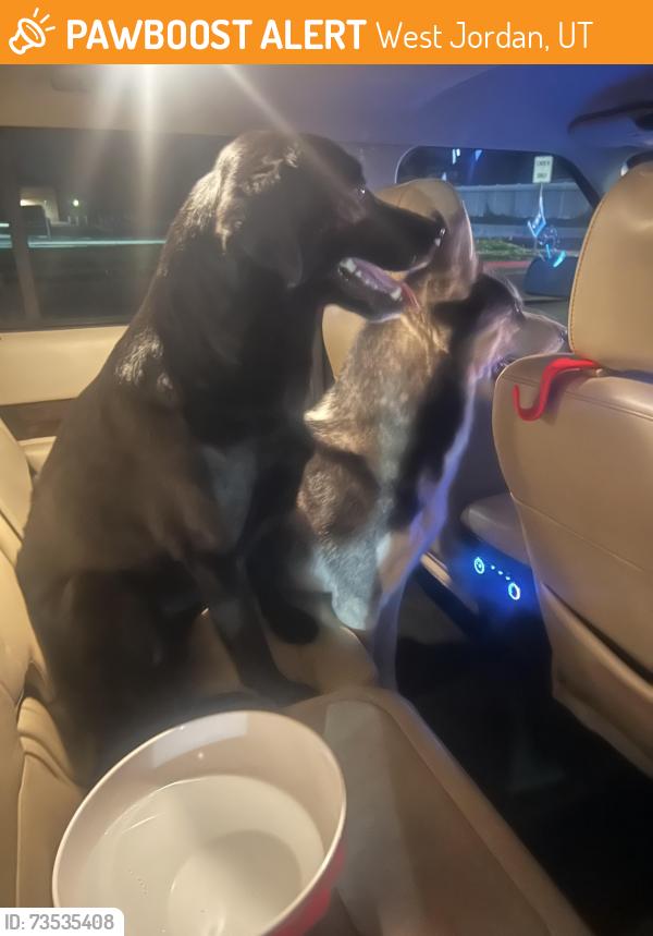 Found/Stray Male Dog last seen Near little ceasers, West Jordan, UT 84081