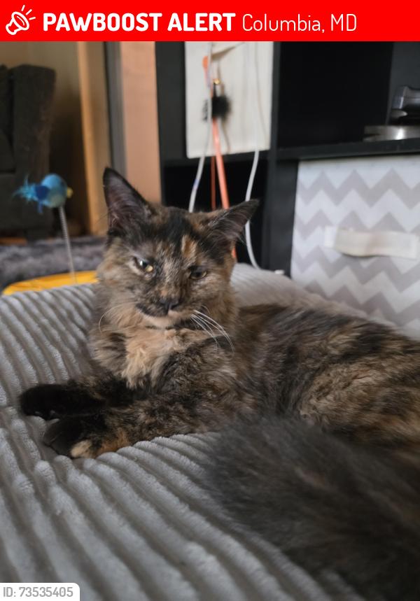 Lost Female Cat last seen Tamar street, Columbia, MD 21045
