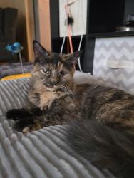 Lost Female Cat last seen Tamar street, Columbia, MD 21045