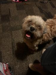 Found/Stray Male Dog last seen Evanston (Broadripple), Indianapolis, IN 46220