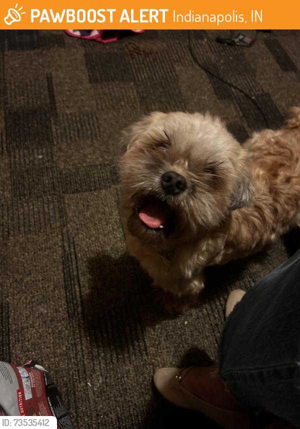 Found/Stray Male Dog last seen Evanston (Broadripple), Indianapolis, IN 46220