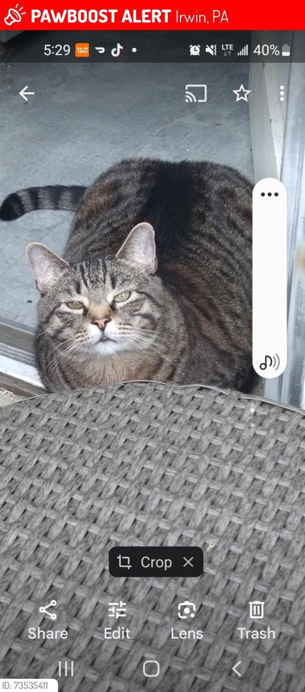 Lost Male Cat last seen Vine street Irwin, Irwin, PA 15642