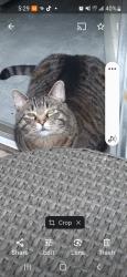 Lost Male Cat last seen Vine street Irwin, Irwin, PA 15642
