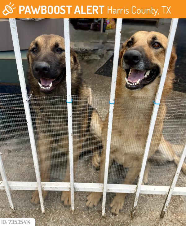 Found/Stray Unknown Dog last seen Spring Cypress & Old louetta, Harris County, TX 77379