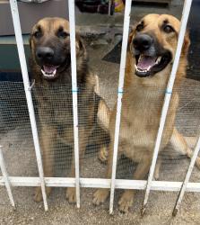 Found/Stray Unknown Dog last seen Spring Cypress & Old louetta, Harris County, TX 77379