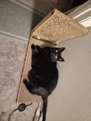 Reunited Male Cat last seen Near Bouganvilla Blossom Ln, Cypress, TX 77433
