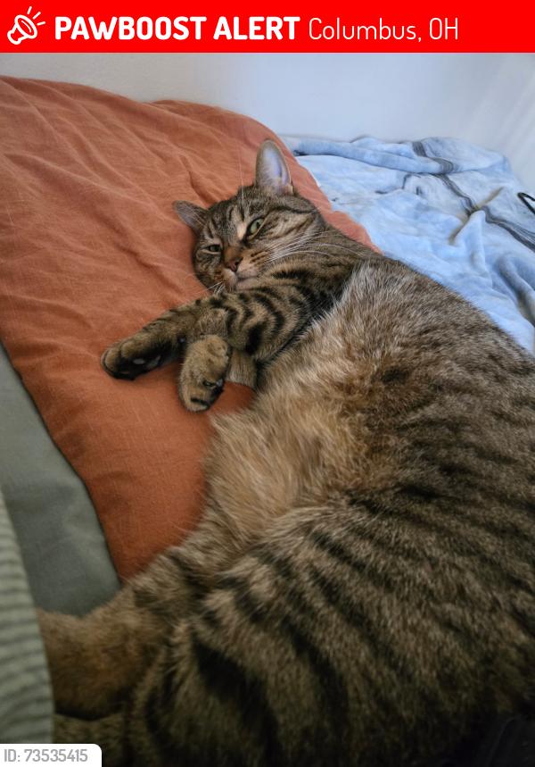 Lost Female Cat last seen Near Appian Way West, Columbus, OH 43230