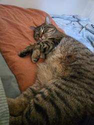 Lost Female Cat last seen Near Appian Way West, Columbus, OH 43230