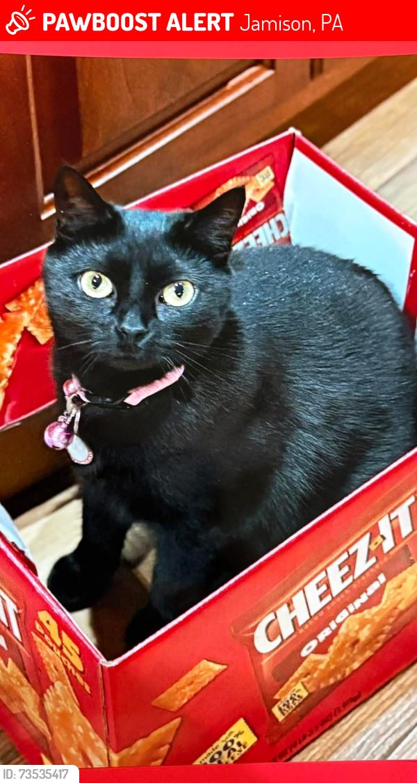 Lost Female Cat last seen Mountain View neighborhood in Jamison, Pa, Jamison, PA 18929