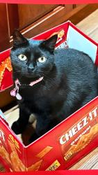 Lost Female Cat last seen Mountain View neighborhood in Jamison, Pa, Jamison, PA 18929