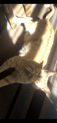 Lost Male Cat last seen Cardinal dr Bayshore, Port St. Lucie, FL 34983