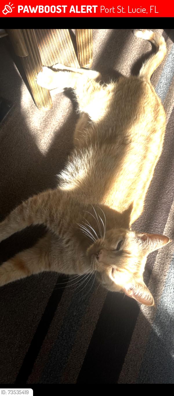 Lost Male Cat last seen Cardinal dr Bayshore, Port St. Lucie, FL 34983