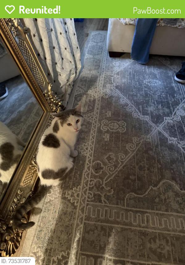 Reunited Female Cat last seen Avera Heart hosp, Sioux Falls, SD 57108