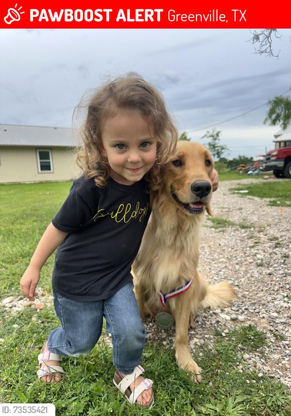 Lost Female Dog last seen Near, Greenville, TX 75401
