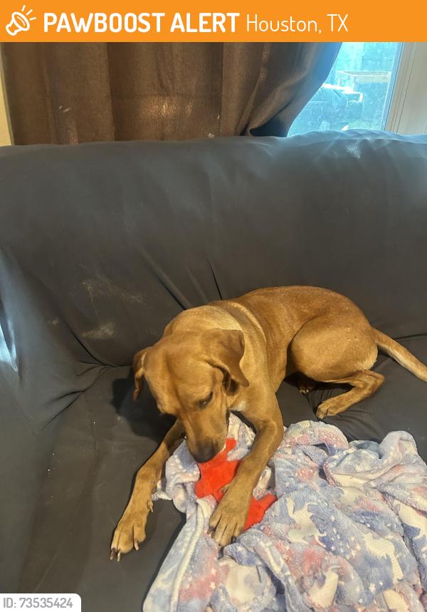 Found/Stray Male Dog last seen South Post Oak, Houston, TX 77085