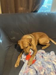 Found/Stray Male Dog last seen South Post Oak, Houston, TX 77085