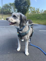 Reunited Male Dog last seen the boathouse restaurant, Chattanooga, TN 37406
