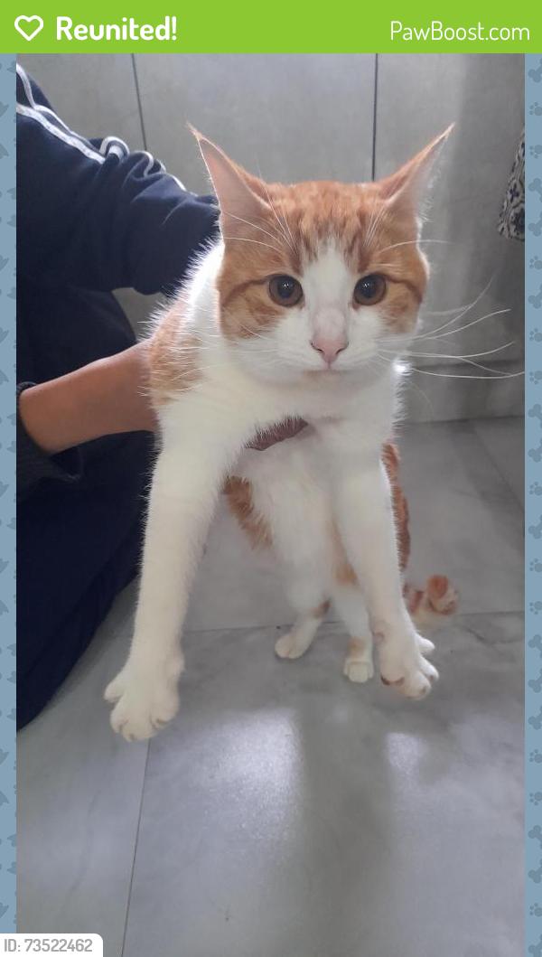 Reunited Male Cat last seen Mcdonald, Leicester, England LE5 1DP