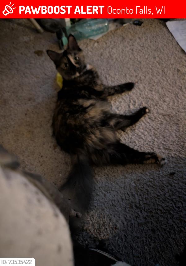 Lost Female Cat last seen Pipgrass Rd, Oconto Falls, WI 54154
