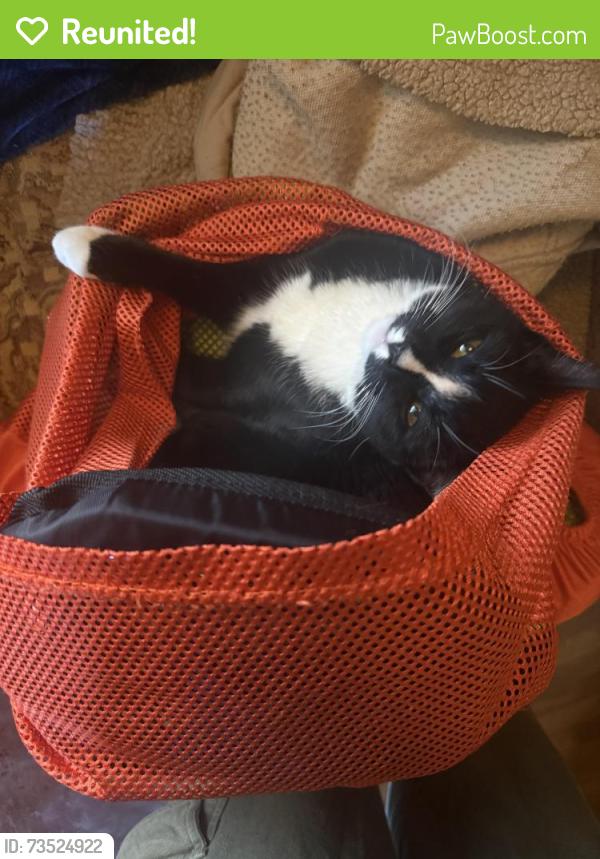 Reunited Female Cat last seen Near 18 ave sw, Calgary, AB T2T 0G7