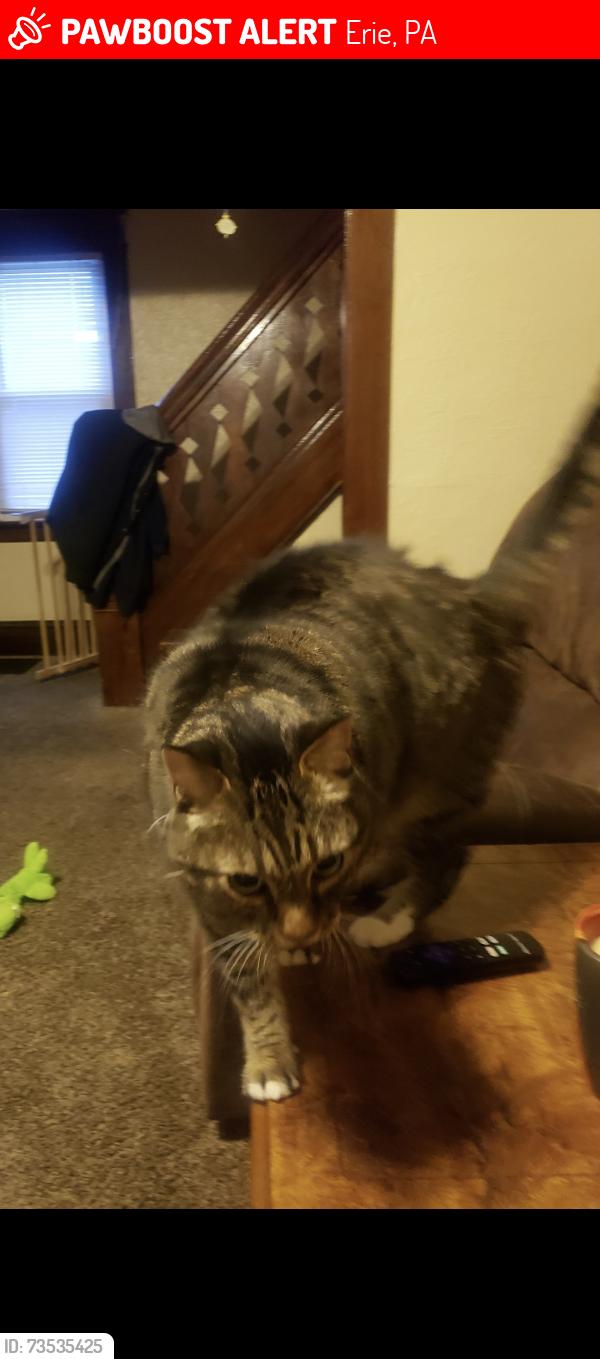 Lost Male Cat last seen Raspberry, Erie, PA 16502