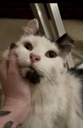 Reunited Unknown Cat last seen Near N Broadway, Knoxville, TN 37918