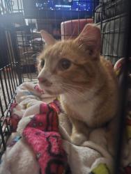 Found/Stray Male Cat last seen Near Andy's music on hilcrest and grelot, Mobile, AL 36695