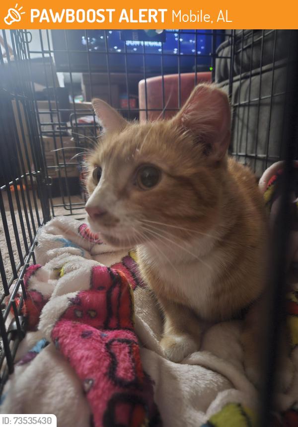 Found/Stray Male Cat last seen Near Andy's music on hilcrest and grelot, Mobile, AL 36695