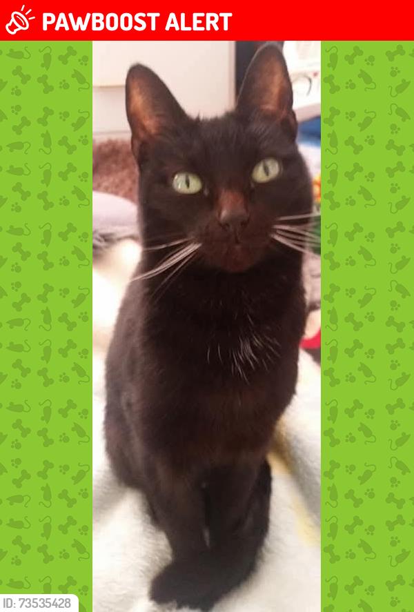 Lost Female Cat last seen Park Street, Queens Road southend, Southend-on-Sea, England 