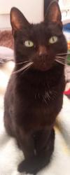Lost Female Cat last seen Park Street, Queens Road southend, Southend-on-Sea, England 