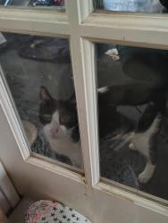 Reunited Male Cat last seen Fm 359 and wilson Street, Fulshear, TX 77441