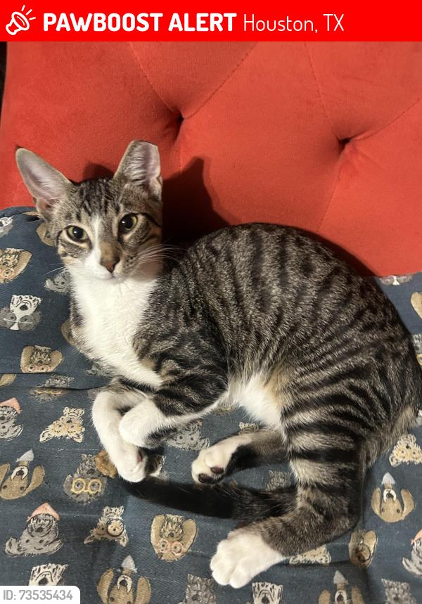 Lost Male Cat last seen Lindsay st by the train tracks, Houston, TX 77023