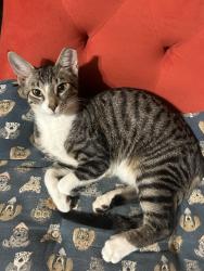 Lost Male Cat last seen Lindsay st by the train tracks, Houston, TX 77023