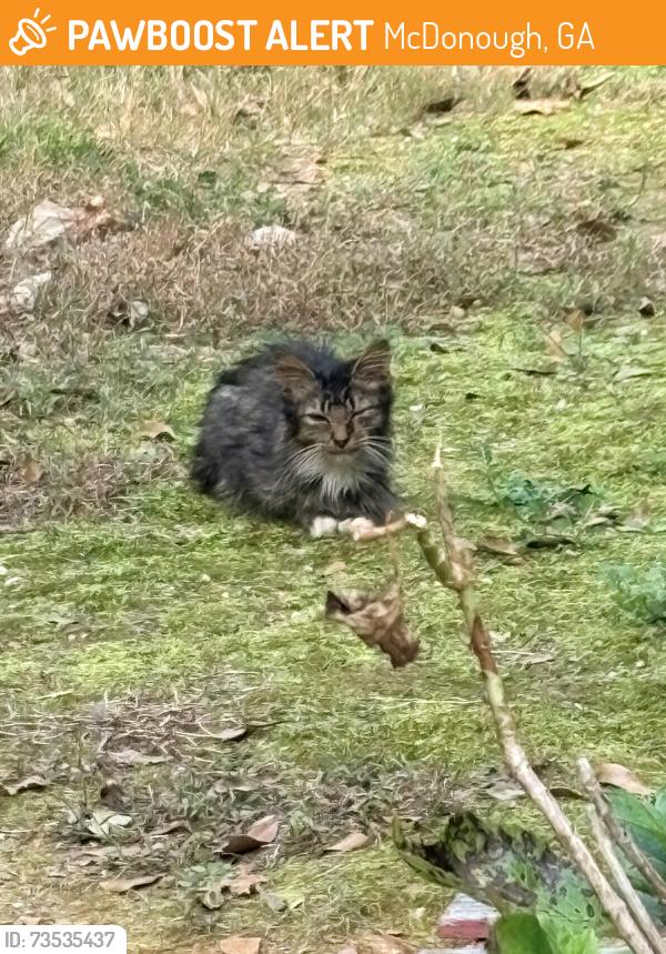 Found/Stray Unknown Cat last seen Turner Church, McDonough, GA 30252