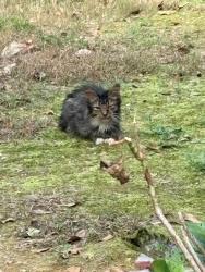 Found/Stray Unknown Cat last seen Turner Church, McDonough, GA 30252