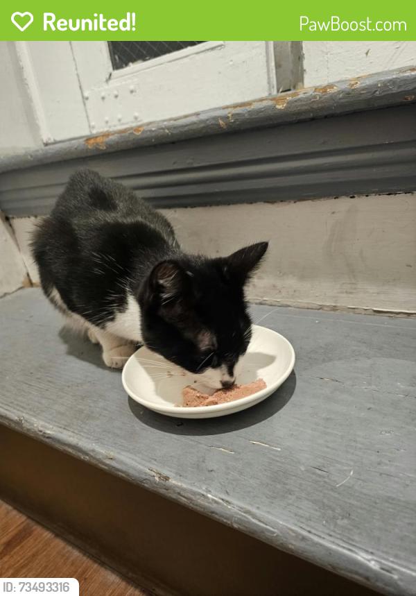 Reunited Female Cat last seen Fruitville Pike by Silantros, Lancaster, PA 17601