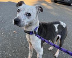 Shelter Stray Female Dog last seen CHARLOTTE, 8315 Byrum Dr, Charlotte, NC 28217, USA