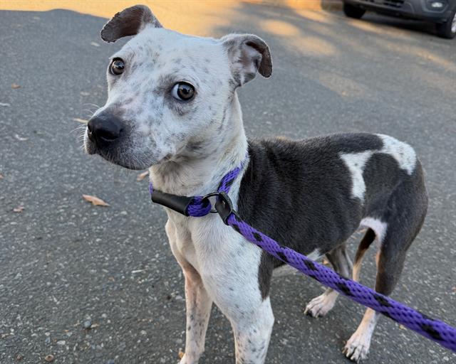 Shelter Stray Female Dog last seen CHARLOTTE, 8315 Byrum Dr, Charlotte, NC 28217, USA