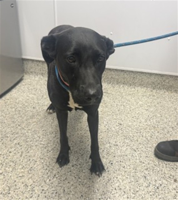 Shelter Stray Female Dog last seen Near BLOCK COURVILLE ST, DETROIT, MI 48224, 1431 E Ferry St, Detroit, MI 48211, USA