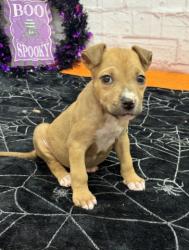 Shelter Stray Female Dog last seen Near BLOCK SAVERY ST, DETROIT MI 48206, 1431 E Ferry St, Detroit, MI 48211, USA
