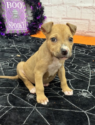 Shelter Stray Female Dog last seen Near BLOCK SAVERY ST, DETROIT MI 48206, 1431 E Ferry St, Detroit, MI 48211, USA