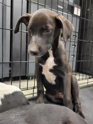 Shelter Stray Female Dog last seen Near BLOCK STATE HWY 151, 4710 TX-151, San Antonio, TX 78227, USA