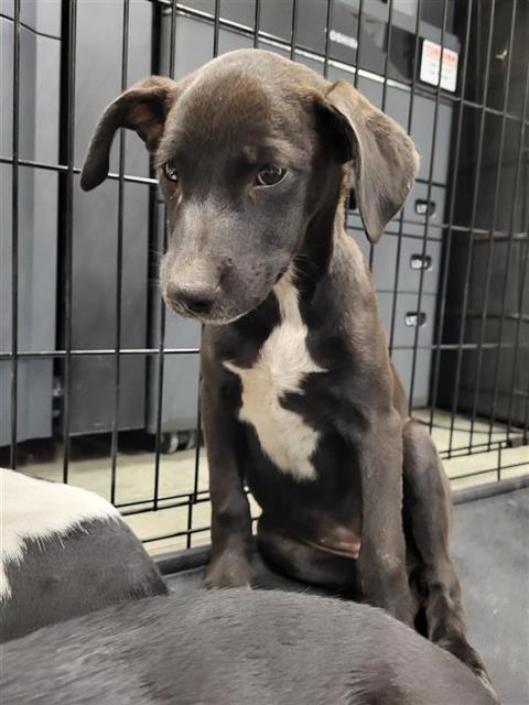 Shelter Stray Female Dog last seen Near BLOCK STATE HWY 151, 4710 TX-151, San Antonio, TX 78227, USA