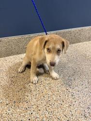 Shelter Stray Female Dog last seen Near BLOCK NW 27TH AVE, 3599 NW 79th Ave, Doral, FL 33122, USA