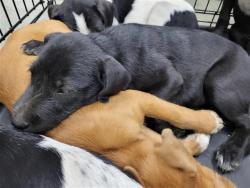Shelter Stray Female Dog last seen Near BLOCK STATE HWY 151, 4710 TX-151, San Antonio, TX 78227, USA