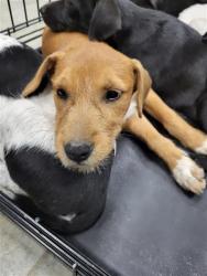 Shelter Stray Female Dog last seen Near BLOCK STATE HWY 151, 4710 TX-151, San Antonio, TX 78227, USA