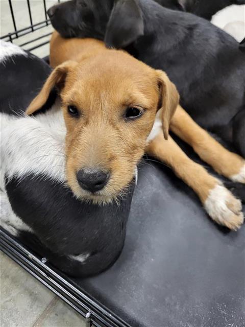 Shelter Stray Female Dog last seen Near BLOCK STATE HWY 151, 4710 TX-151, San Antonio, TX 78227, USA