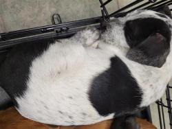 Shelter Stray Female Dog last seen Near BLOCK STATE HWY 151, 4710 TX-151, San Antonio, TX 78227, USA