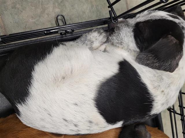 Shelter Stray Female Dog last seen Near BLOCK STATE HWY 151, 4710 TX-151, San Antonio, TX 78227, USA